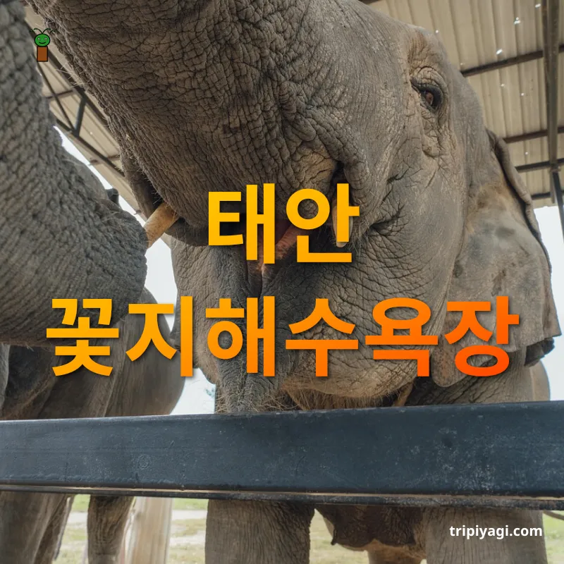 반려동물 여름 여행 시원한 백사장에서 즐기는 여유로운 피서 관련 이미지