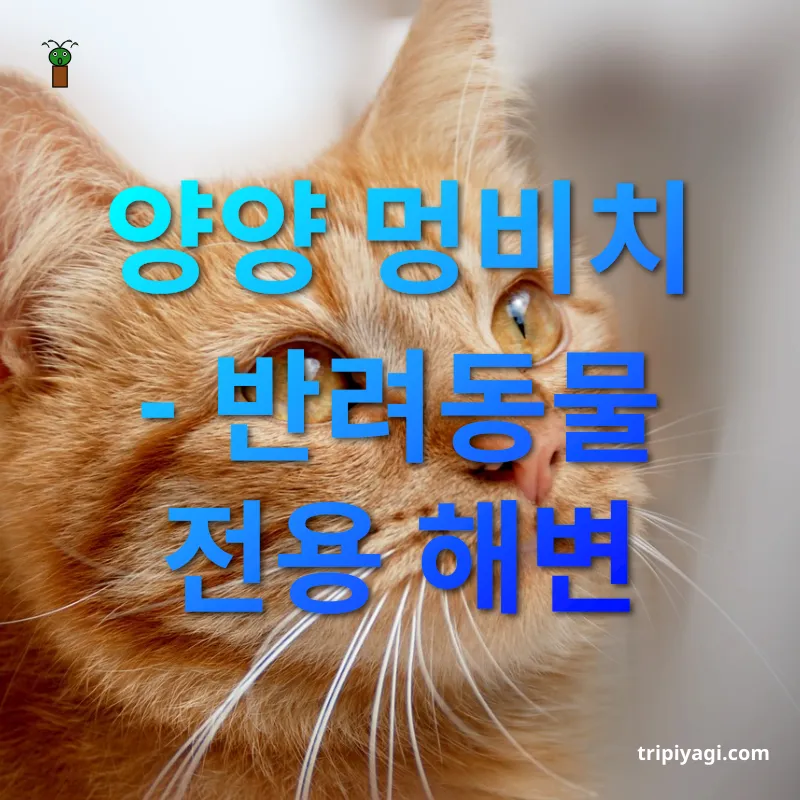 반려동물 여름 여행 양양 멍비치 - 반려동물 전용 해변 관련 이미지