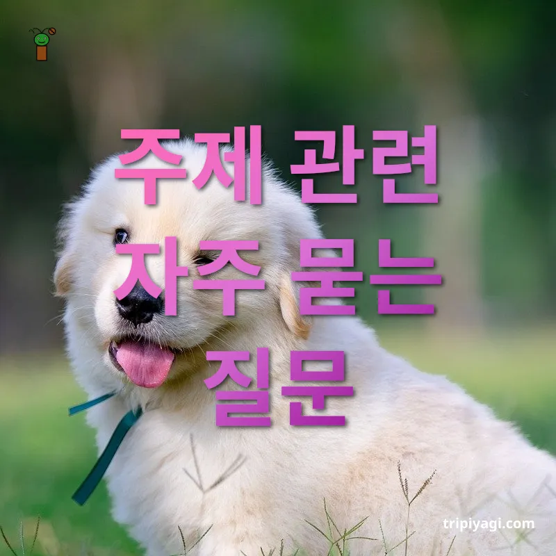 반려동물 여름 여행 주제 관련 자주 묻는 질문 관련 이미지