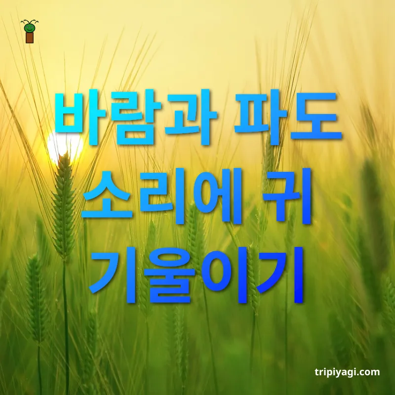 제주 힐링 여행 자연의 소리로 힐링하기 관련 이미지