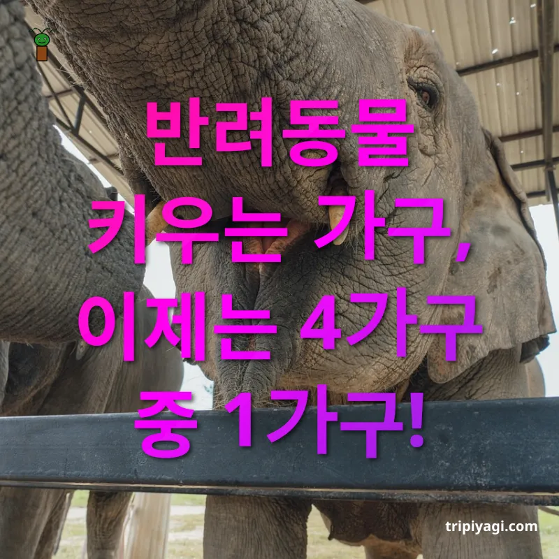 반려동물 동반여행 반려동물 양육가구 급증 관련 이미지