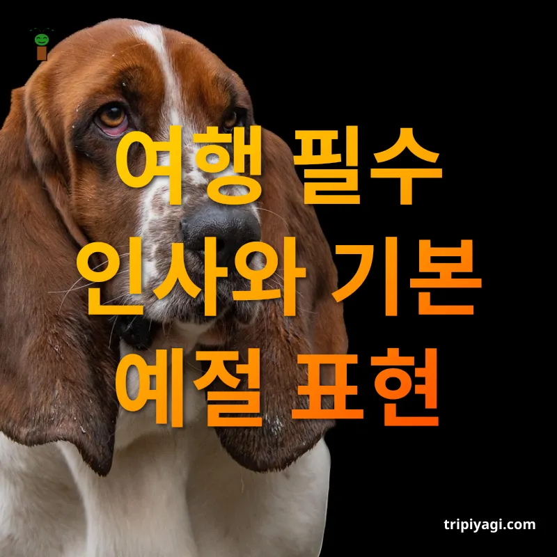 영어 회화 표현 - 여행의 시작, 인사말부터 중요해요 영어 회화 표현 여행의 시작, 인사말부터 중요해요 관련 이미지