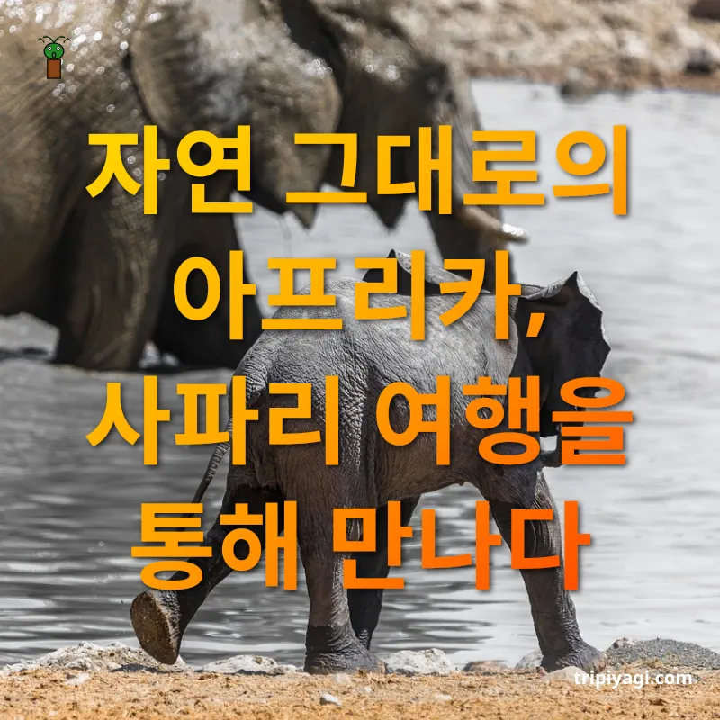 아프리카 사파리 여행 아프리카의 매력에 빠져보세요 관련 이미지