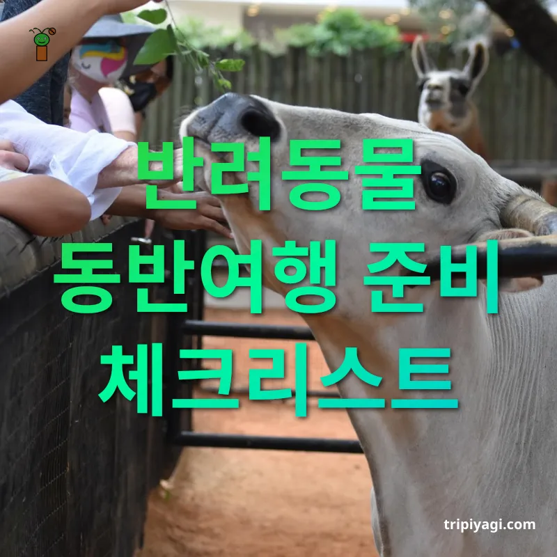 반려동물 동반여행 반려동물 동반여행 준비 체크리스트 관련 이미지
