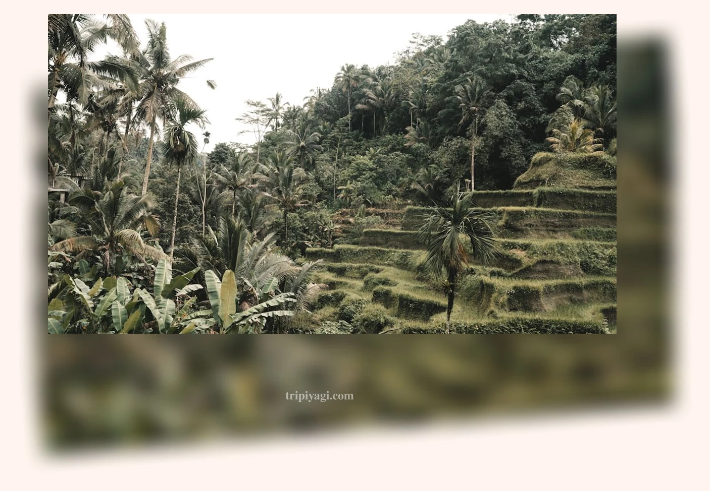 필리핀 세부 여행 - 세부 여행을 위한 필수 팁 상세 정보 필리핀 세부 여행 세부 여행을 위한 필수 팁 상세 설명 이미지